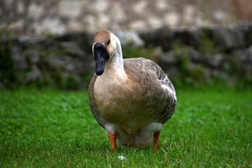 Ländliche Indylle mit Hausgänsen und Wildgans am Gardasee auf grüner Wiese, Anserinae in Italien
