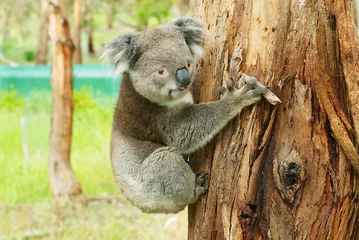 Tableaux ronds sur aluminium brossé Koala Australian koala bear on eucalyptus tree, Victoria, Australia.