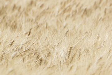 Blurry wheat field, abstract background