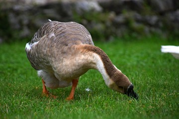 Ländliche Indylle mit Hausgänsen und Wildgans am Gardasee auf grüner Wiese, Anserinae in Italien