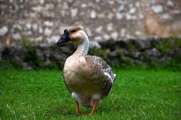 Ländliche Indylle mit Hausgänsen und Wildgans am Gardasee auf grüner Wiese, Anserinae in Italien