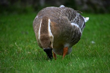 Ländliche Indylle mit Hausgänsen und Wildgans am Gardasee auf grüner Wiese, Anserinae in Italien