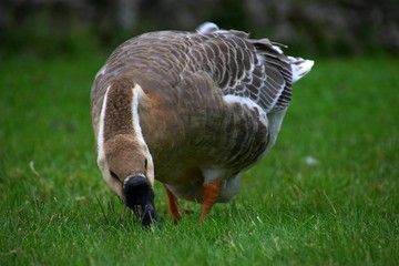 Ländliche Indylle mit Hausgänsen und Wildgans am Gardasee auf grüner Wiese, Anserinae in Italien