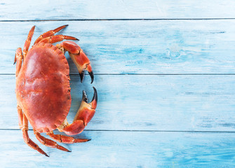 Cooked brown crab or edible crab. - obrazy, fototapety, plakaty