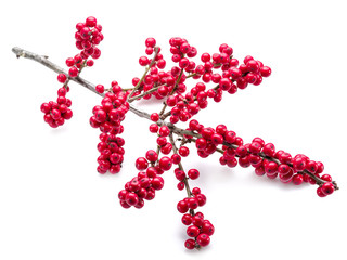 European Holly (Ilex) leaves and fruit on a white background.