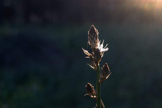 Dettaglio asfodelo in fiore