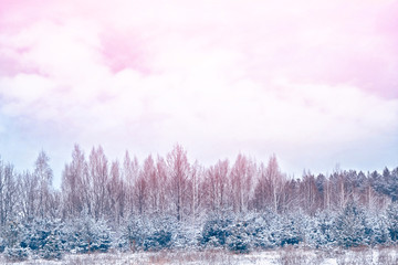  Frozen winter forest with snow covered trees.