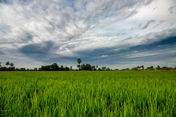 rice field  on clouds sky background