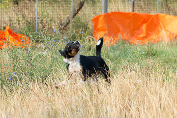 Ordinary doggy day in dogs shelter