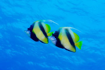 Fototapeta na wymiar Wimpelfische im offenen Meer