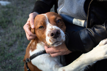 Ritratto di cane con persona