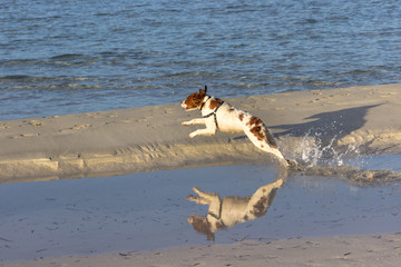 Cane che gioca nell'acqua