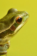 Frog, La Pampa, Argentina