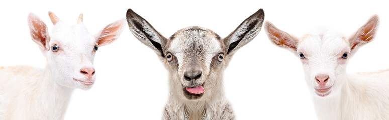 Portrait of a three funny goat, closeup, isolated on a white background