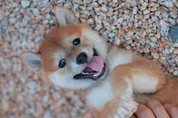 柴犬 子犬 shibainu   © rpm9900