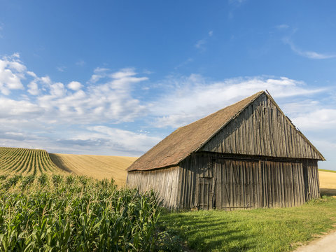 Corn beside a barn.