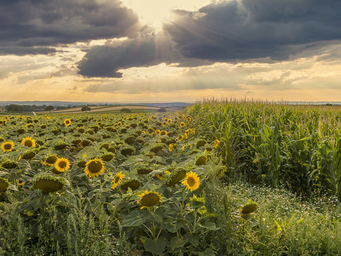 Sunflowers beside corn.