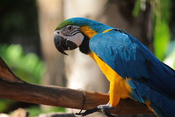 Alone Macaw eating nut