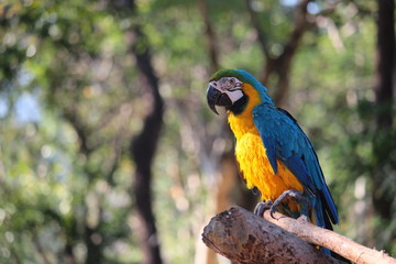 Alone Macaw eating nut