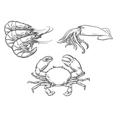 vector sketch cartoon sea crayfish lobster, crab and squid. Isolated illustration on a white background. Sea delicacy food concept