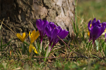 gelbe und lila Krokusse