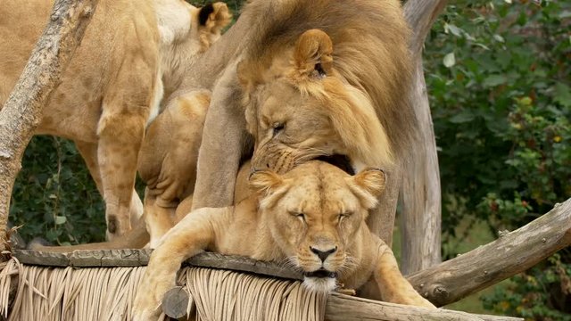 Southwest African Lion Mating