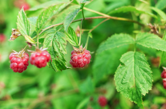 Berries of ripe raspberry