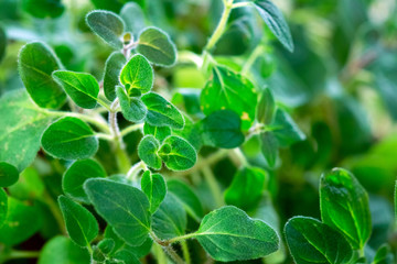 Fresh  oregano herb - 172667638