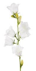 white large isolated campanula with six blooms