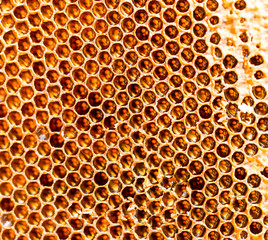 honey comb with honey as a background