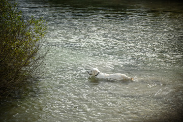 White big dog swims in the river