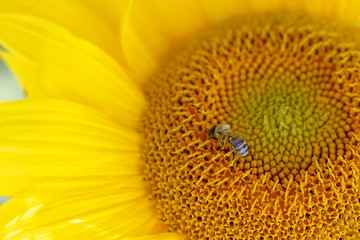 single bee on sunflower, macro