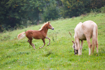 Naklejka na ściany i meble Foal with her mother