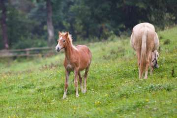 Obraz na płótnie Canvas Foal with her mother