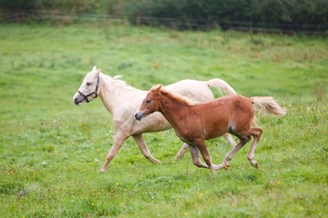 Obraz na płótnie Canvas Running horses on the meadow