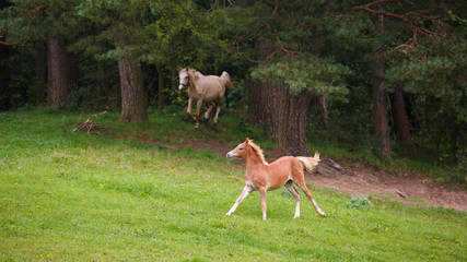 Running horses on the meadow