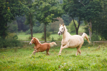 Fototapeta premium Running horses on the meadow