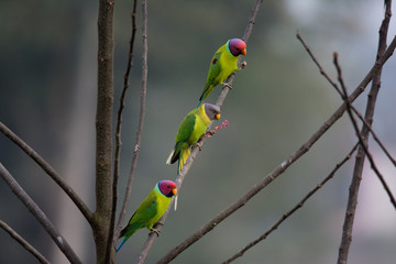 Plum headed Parakeet in Nepal