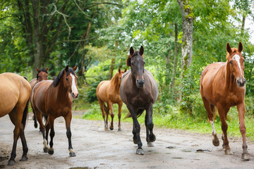 Herd of horses on the road