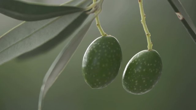 Olives on the tree, close up handheld macro footage