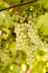 Fototapeta premium Ripe juicy green grapes in the garden
