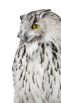 big grey eagle-owl isolated on white