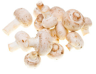 Mushrooms champignons on a white background