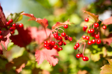 red viburnum berries on a tree branch