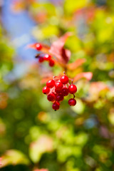 red viburnum berries on a tree branch
