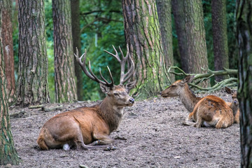 Older deer stag with a mature “horn” with several antlers siting in a group with other animals surrounded by tall trees in a closed forest.