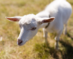 a portrait of a goat in the pasture