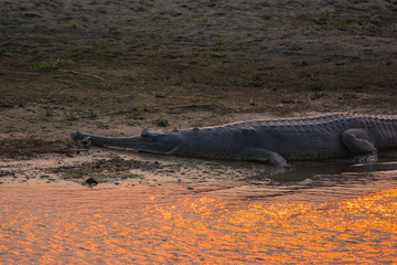 Gharial at the bank of rapti river in Chitwan national park in Nepal at sunset