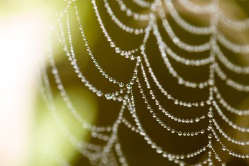 drops of dew on a spider web as a background