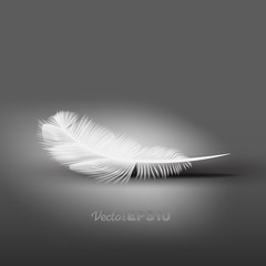 Beautiful realistic feather. Vector illustration